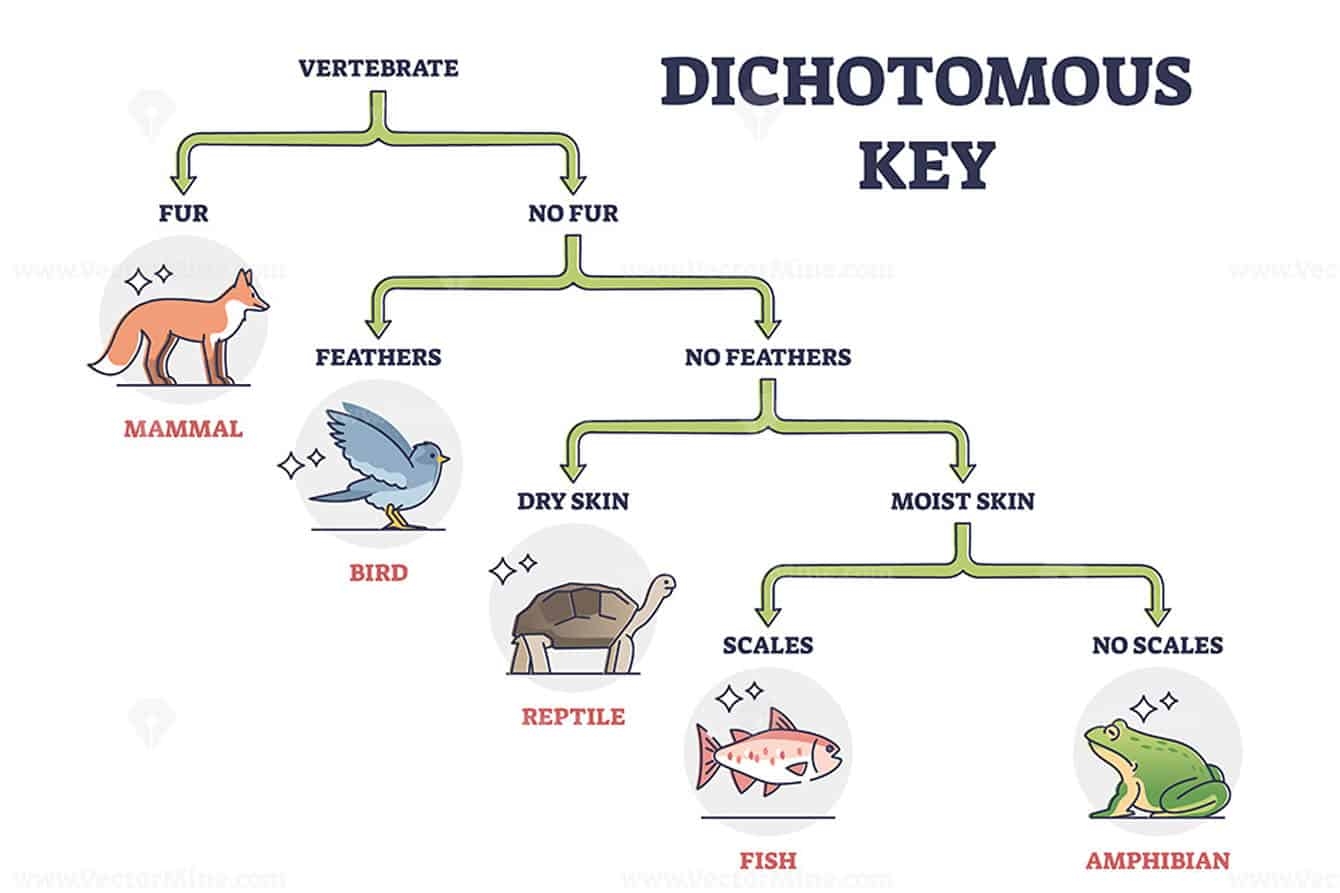 Free Printable Dichotomous Key Worksheet