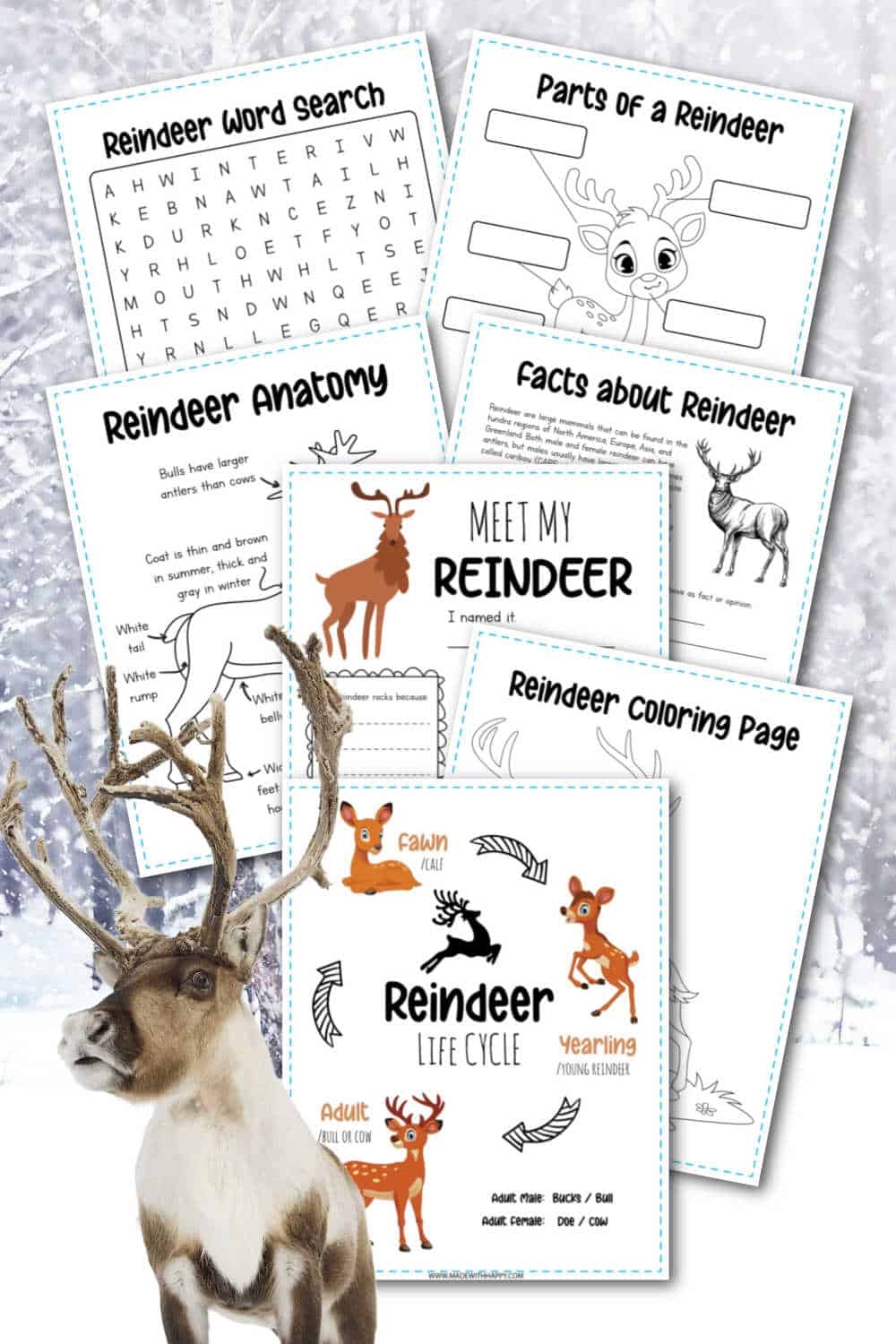35 Reindeer Facts For Kids Free Printables Made With HAPPY