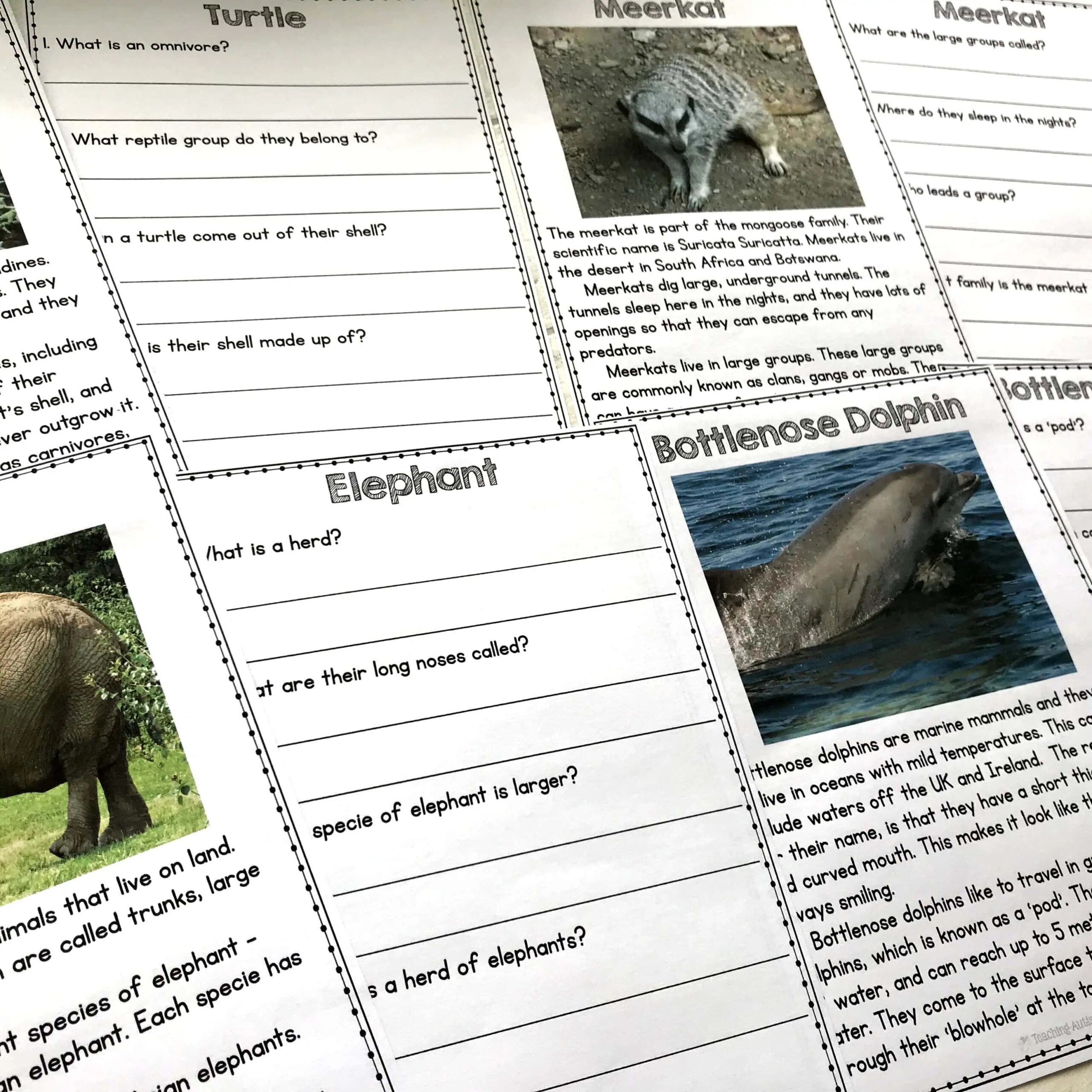 Esl Reading Comprehension Worksheets Animals