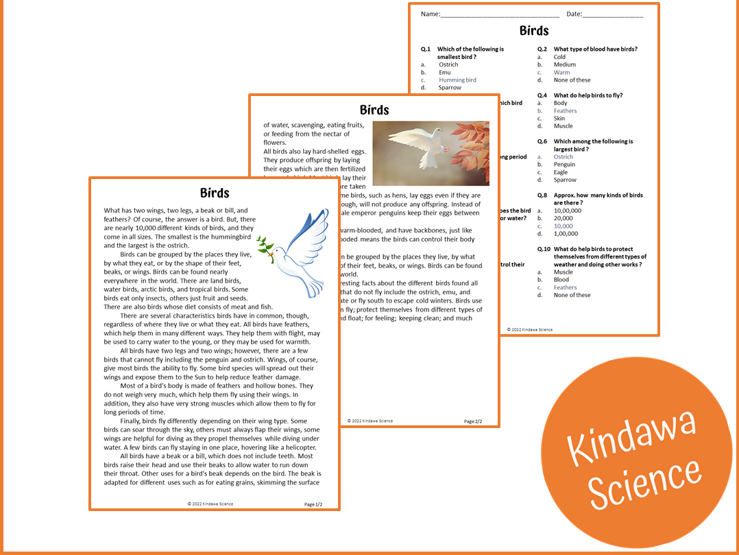Birds Reading Comprehension Passage And Questions PDF Teaching Resources Birds Reading Comprehension Passage And Questions PDF Teaching Resources