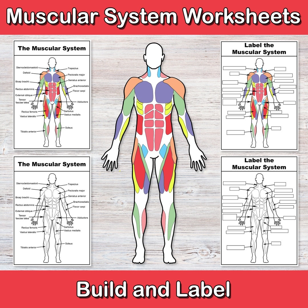 Free Printable Muscle Worksheets Free Printable Muscle Worksheets