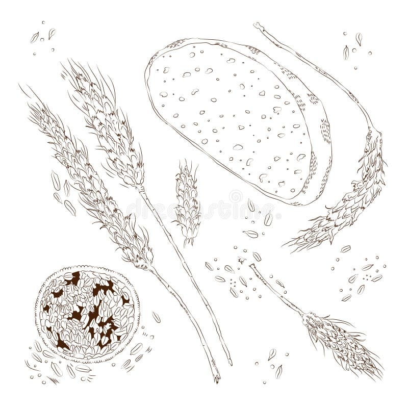 Coloring Bread Wheat Stock Illustrations 369 Coloring Bread 