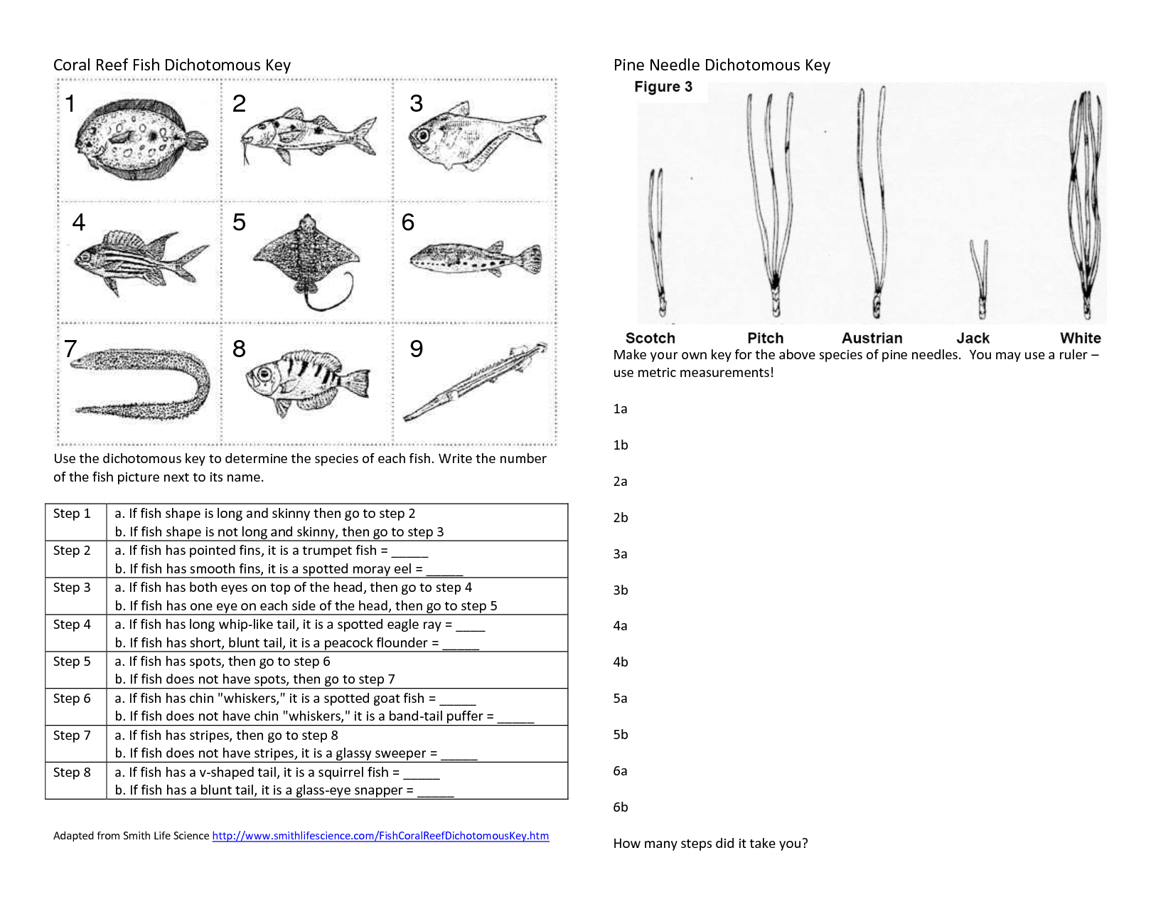 Coral Reef Fish Dichotomous Key Dichotomous Key Taxonomy Worksheets Library