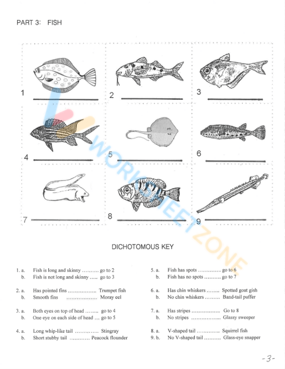 Dichotomous Key Worksheets 2025
