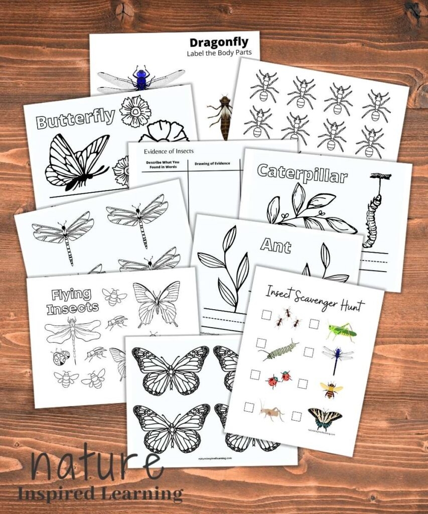 Free Insect Printables And Activities For Kids Nature Inspired Free Insect Printables And Activities For Kids Nature Inspired