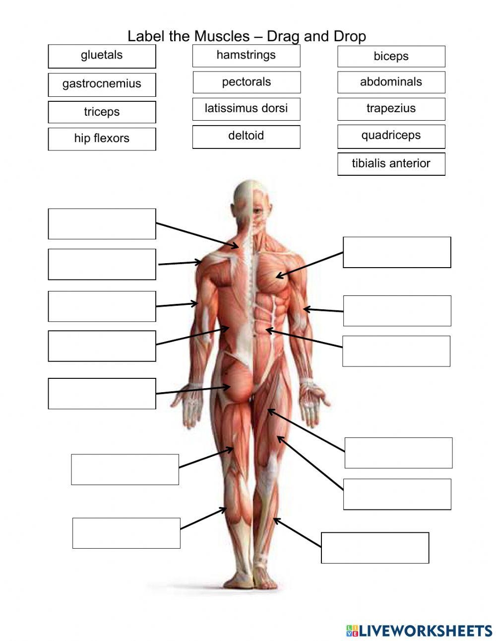 Free Muscle Worksheet Download Free Muscle Worksheet Png Images Free Worksheets On Clipart Library Free Muscle Worksheet Download Free Muscle Worksheet Png Images Free Worksheets On Clipart Library