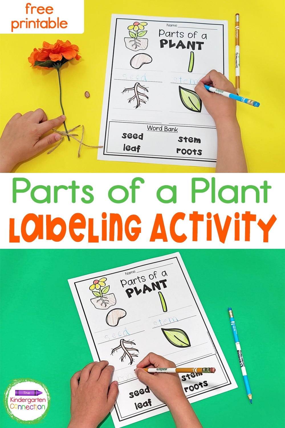 Parts Of A Plant Preschool Printable Parts Of A Plant Preschool Printable