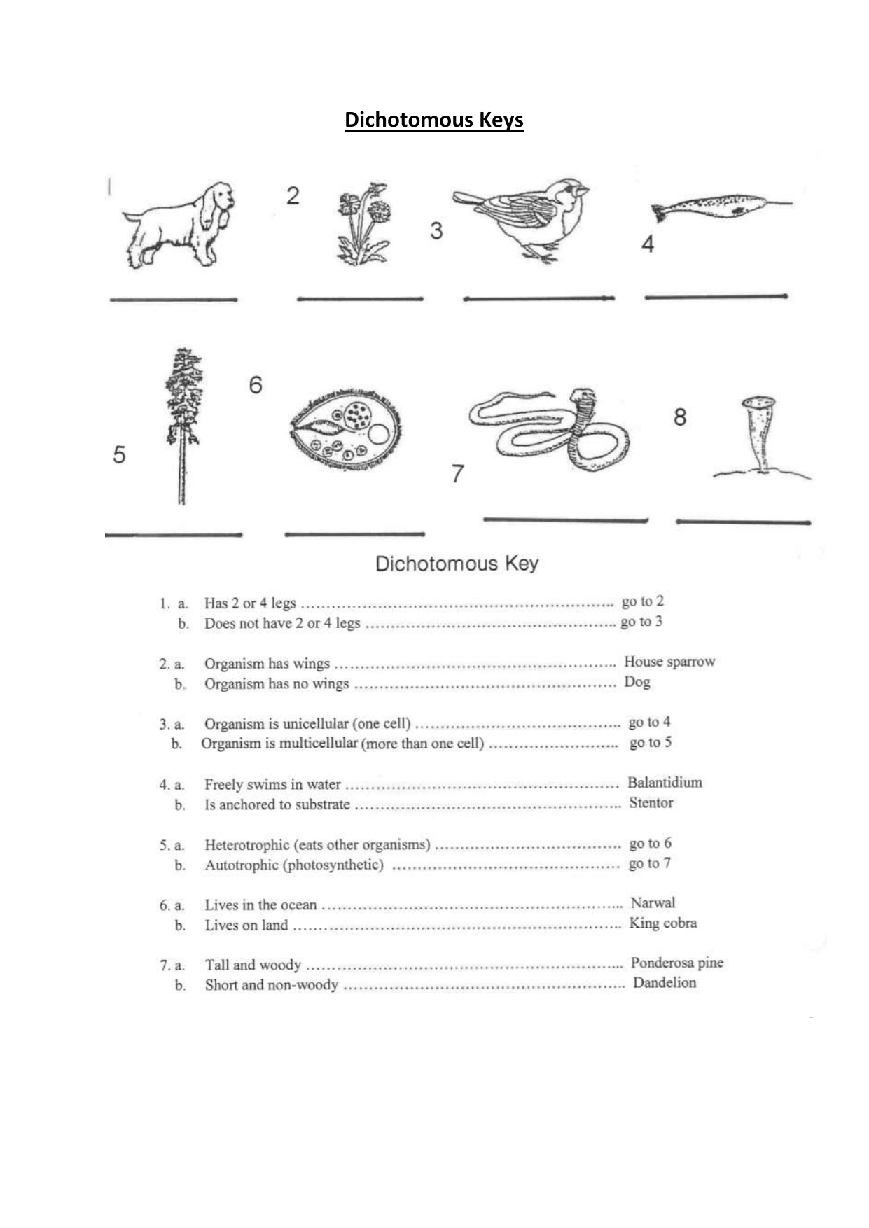 Free Printable Dichotomous Key Worksheet Collection Worksheets Library