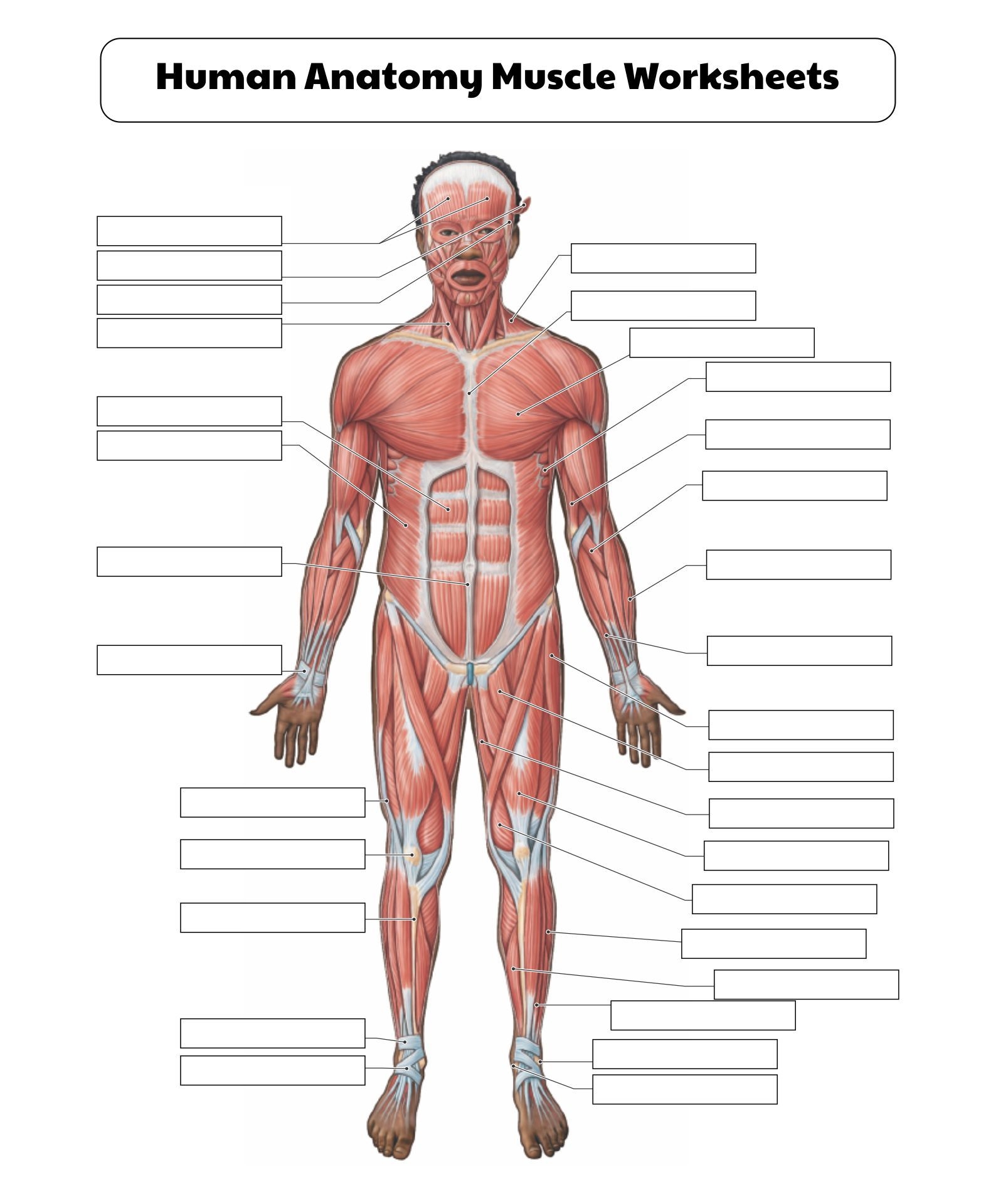FREE Printable The Muscular System Human Anatomy Muscular Worksheets Library FREE Printable The Muscular System Human Anatomy Muscular Worksheets Library