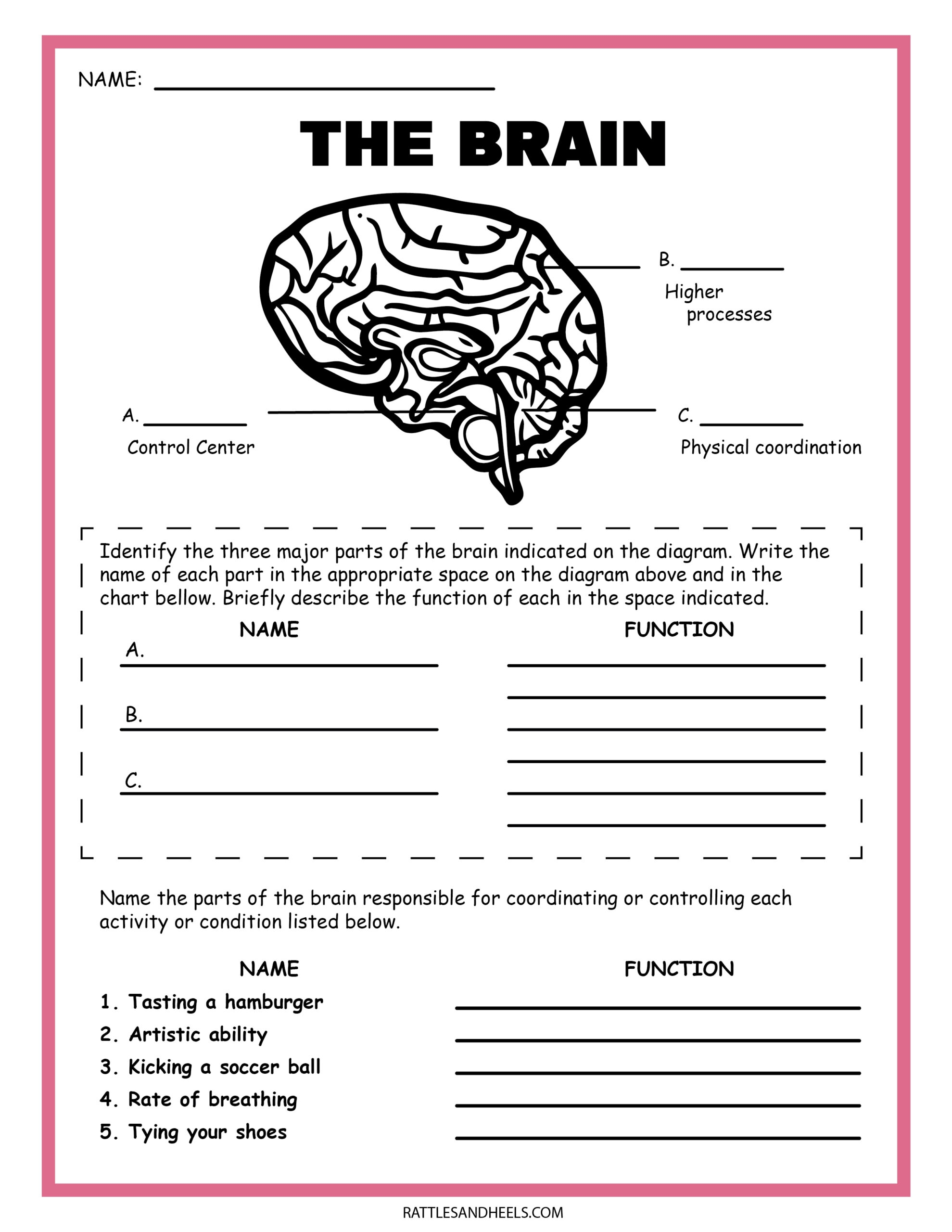 Free Science Worksheets The Nervous System Adanna Dill Worksheets Library Free Science Worksheets The Nervous System Adanna Dill Worksheets Library