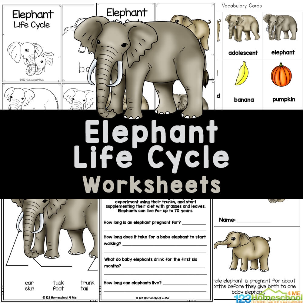  Life Cycle Of An Elepant FREE Worksheets
