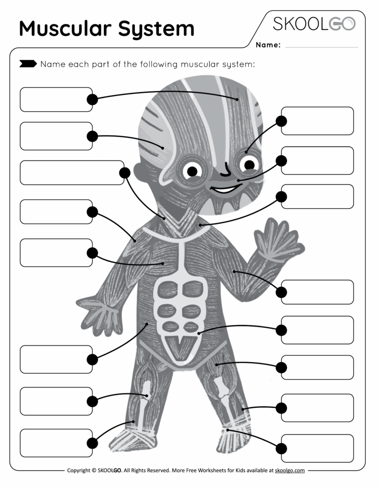 Muscular System Free Worksheet For Kids SKOOLGO