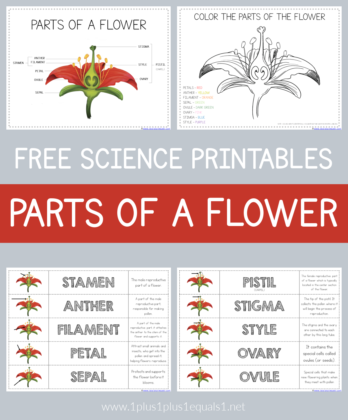 Parts Of A Flower Free Science Printables 1 1 1u003d1