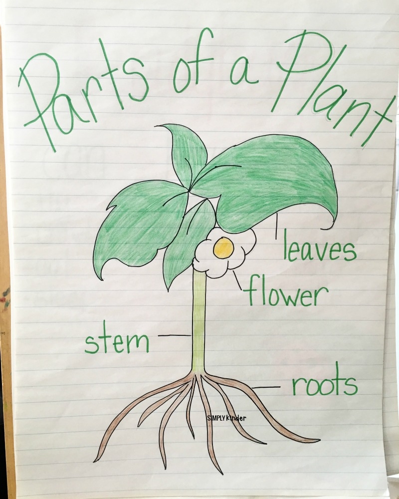 Parts Of A Plant Free Printable Simply Kinder Parts Of A Plant Free Printable Simply Kinder