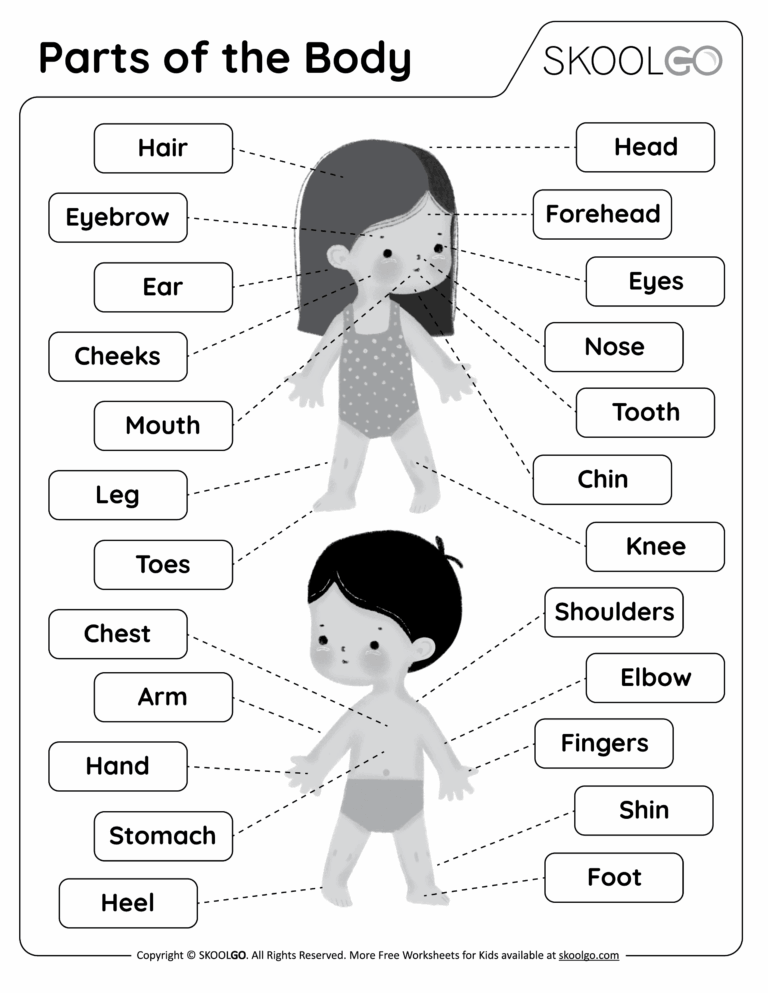 Parts Of The Body Free Worksheet SKOOLGO