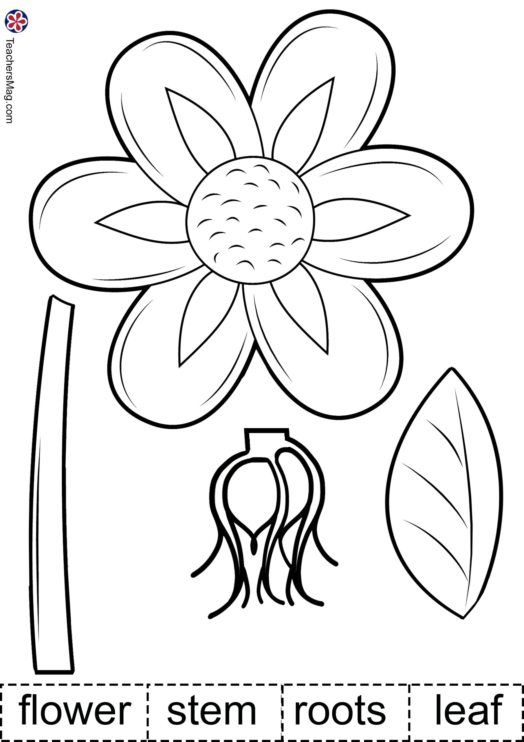 Plant Activities For Preschoolers Parts Of A Plant Worksheet Plant Activities For Preschoolers Parts Of A Plant Worksheet