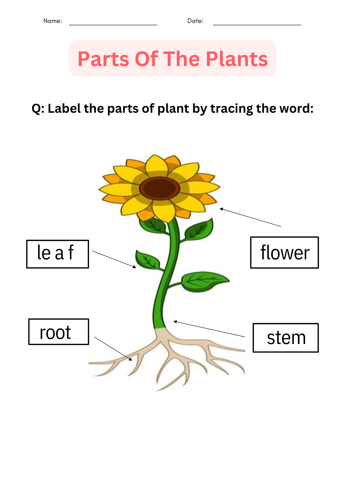 Printable Activities Parts Of A Plant Worksheet For Kindergarten Printable Activities Parts Of A Plant Worksheet For Kindergarten