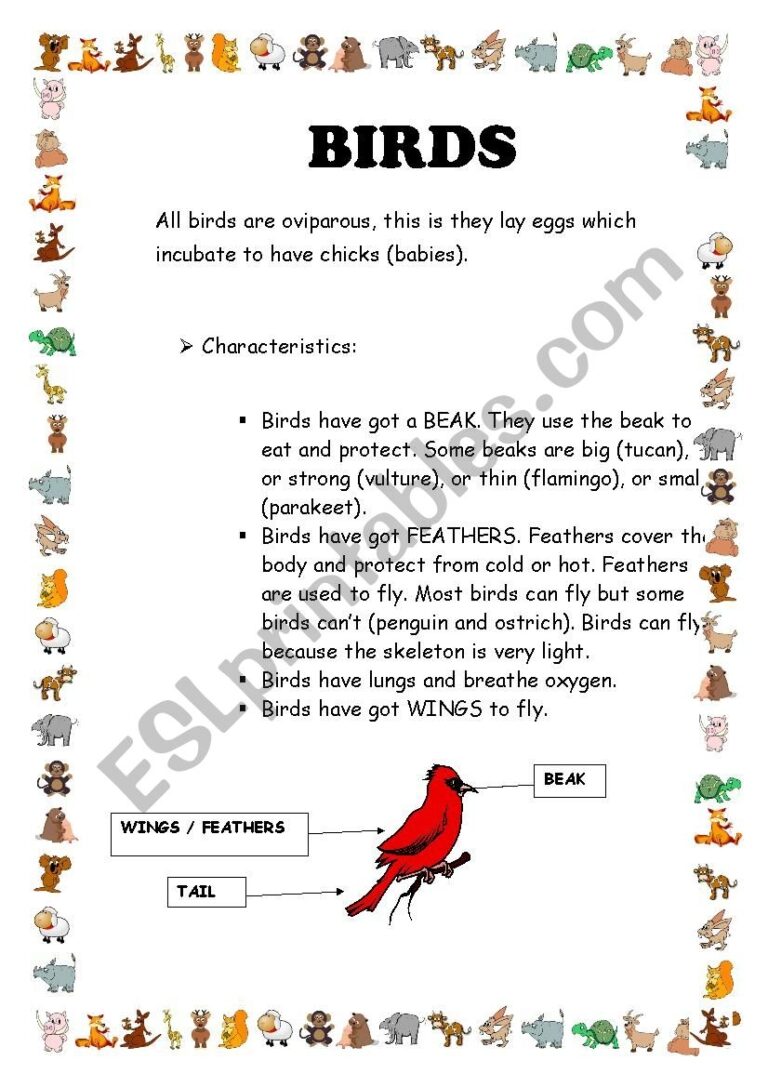 Reading Comprehension Birds ESL Worksheet By Nandoas