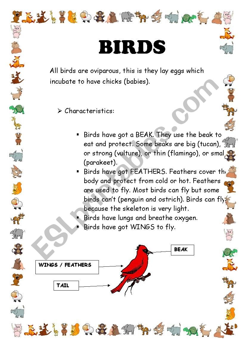 Reading Comprehension Birds ESL Worksheet By Nandoas Reading Comprehension Birds ESL Worksheet By Nandoas