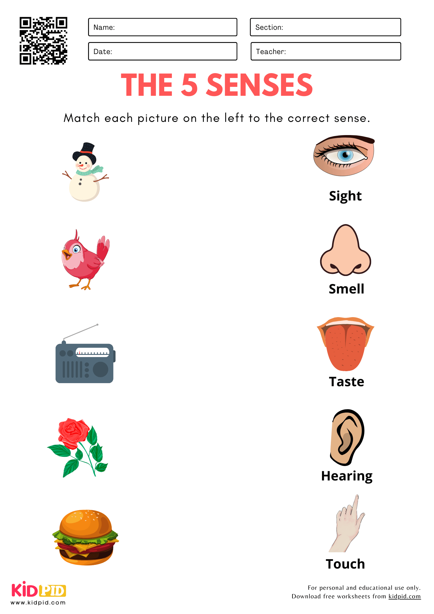 Kindergarten Worksheets Free Five Senses