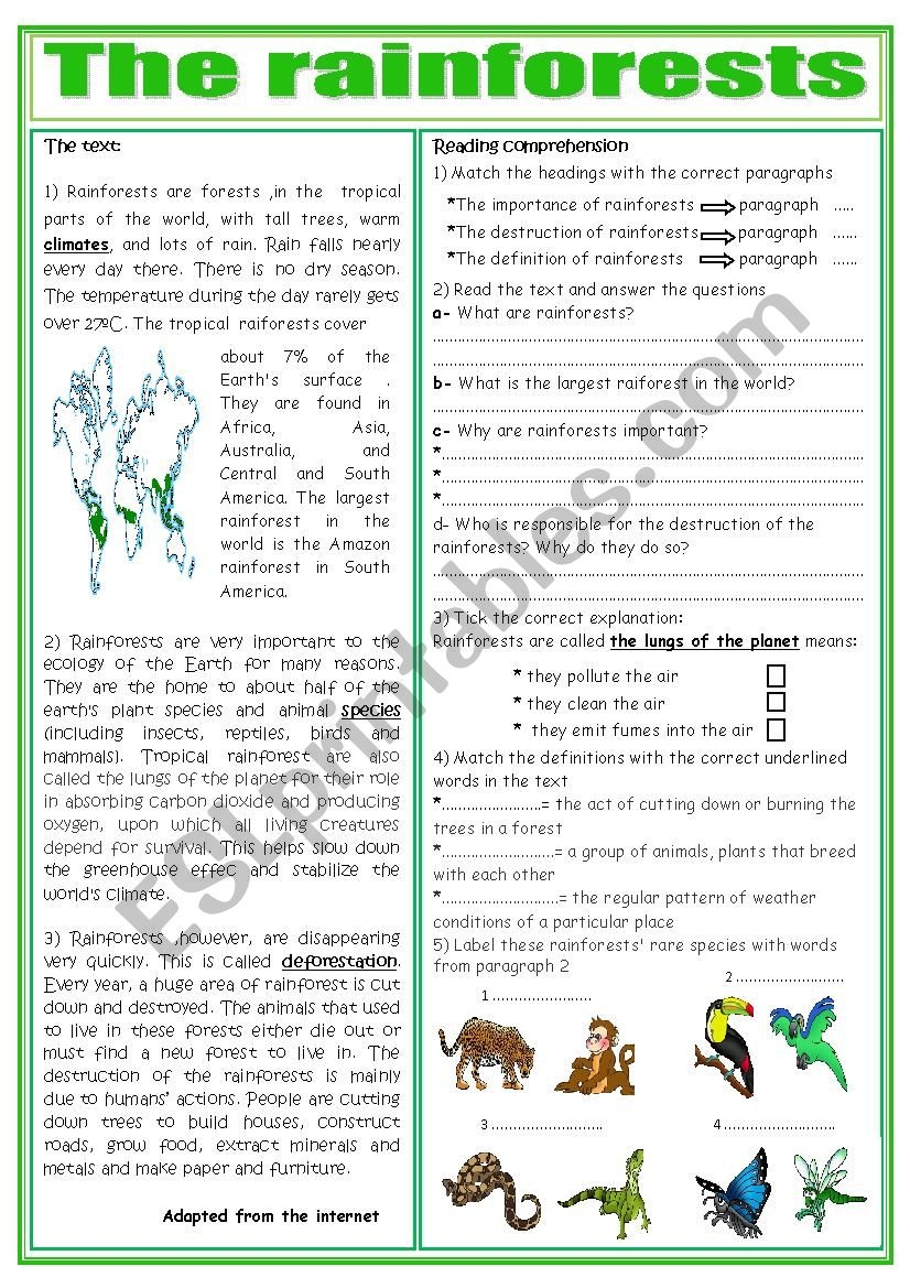 The Rainforests ESL Worksheet By Saaidiyasmine