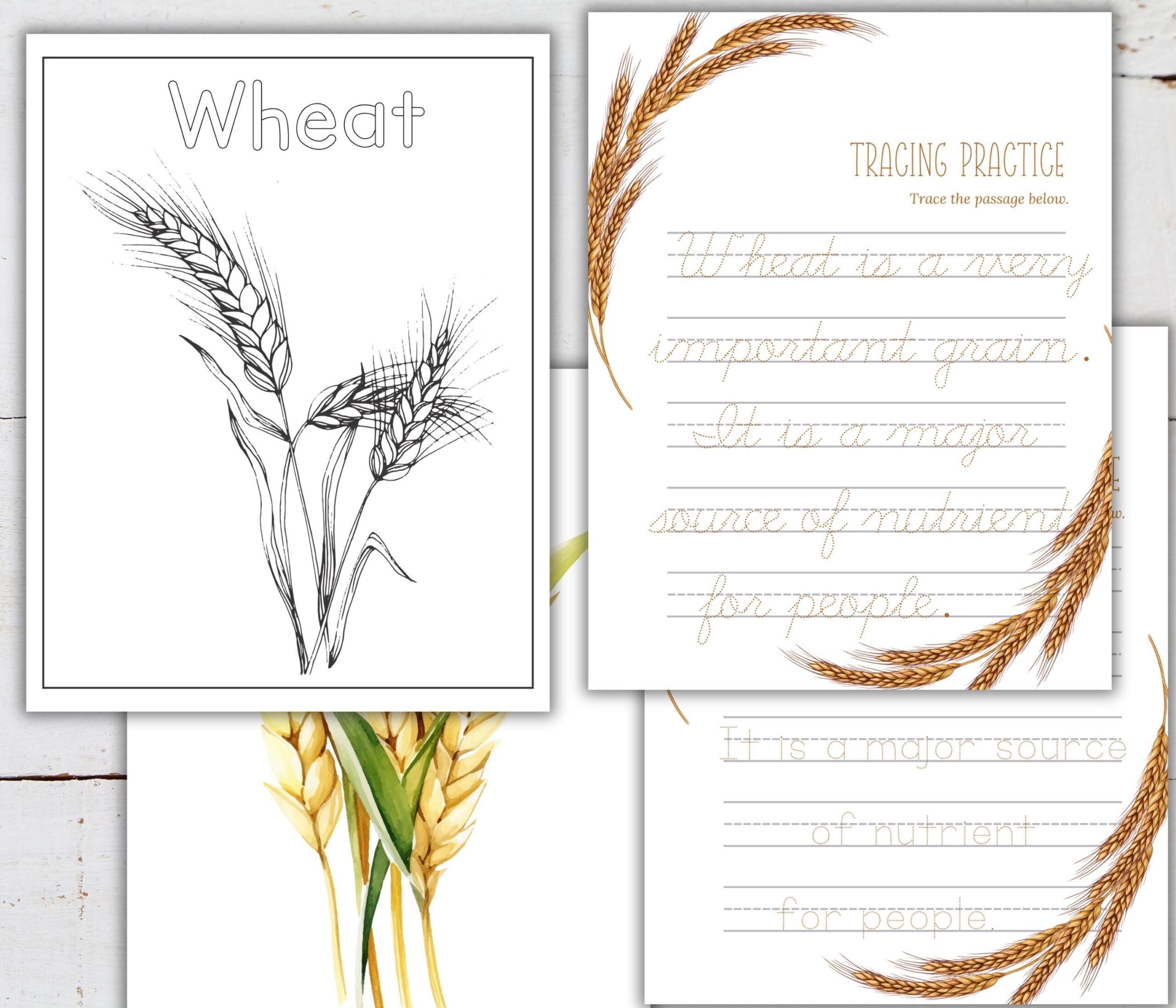 Wheat Unit Study Life Cycle Anatomy Nature Study Science 
