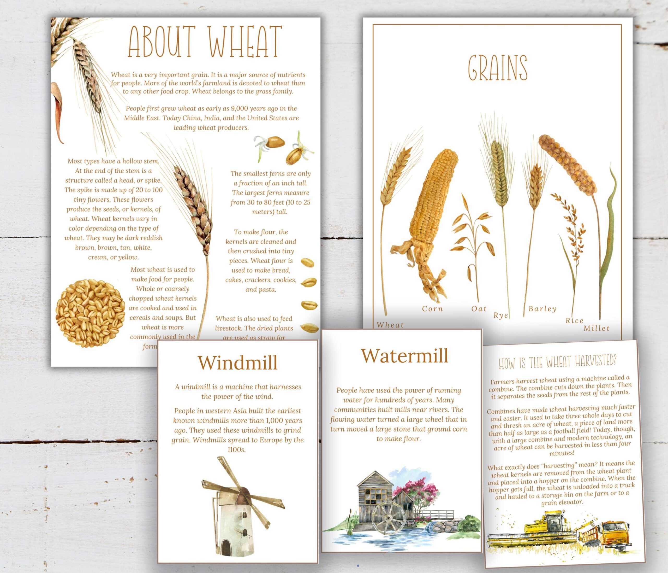 Wheat Unit Study Life Cycle Anatomy Nature Study Science 