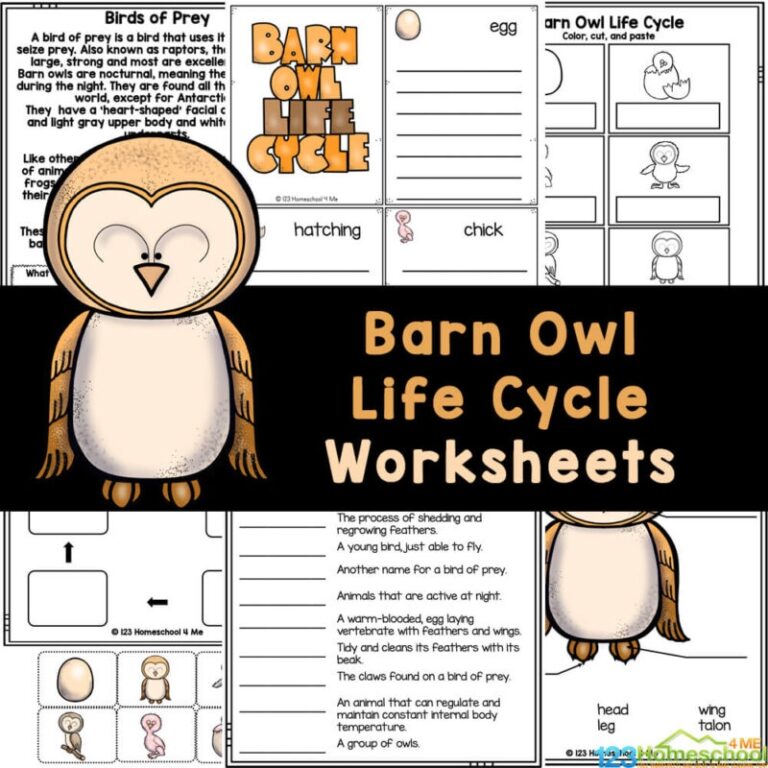 Barn Owl Life Cycle Free Farm Animals Worksheets