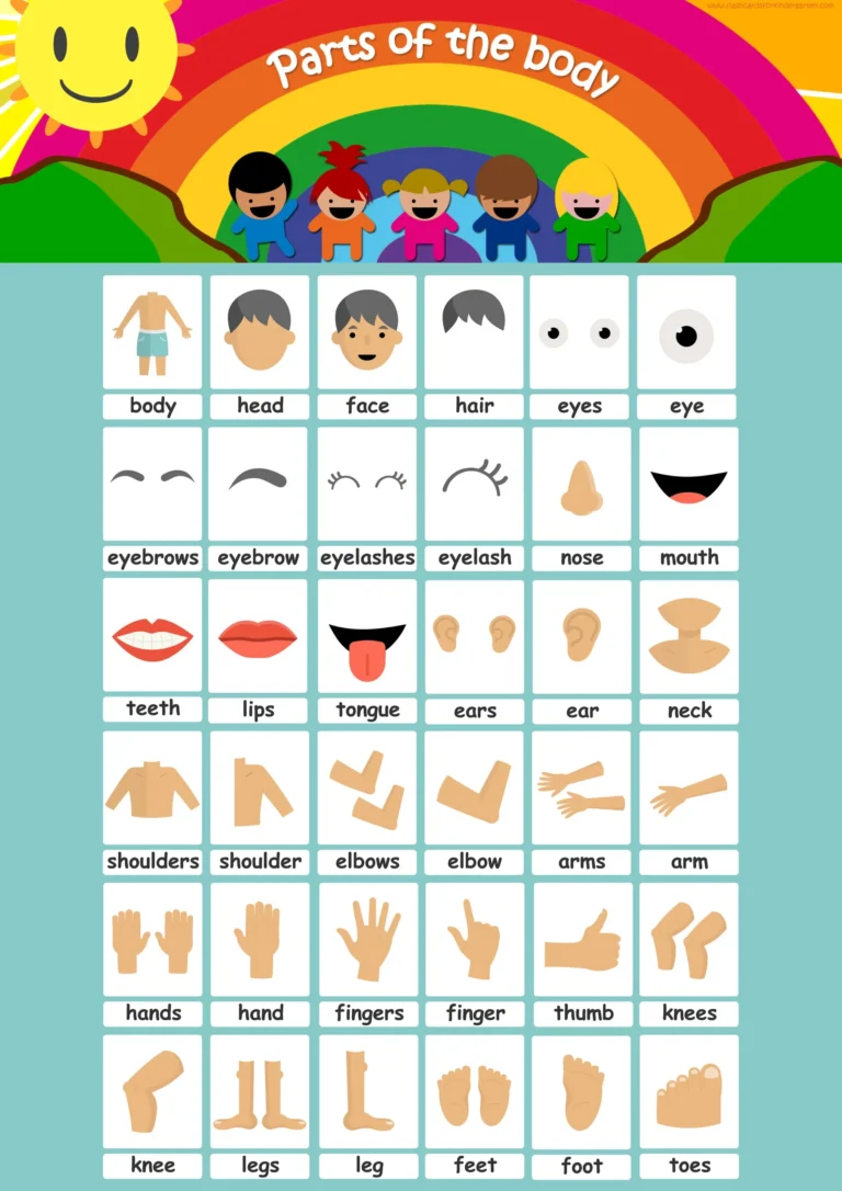 Body Parts Flashcards