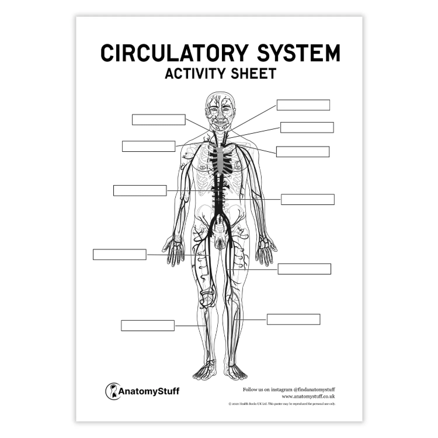 Circulatory System Printable Worksheet