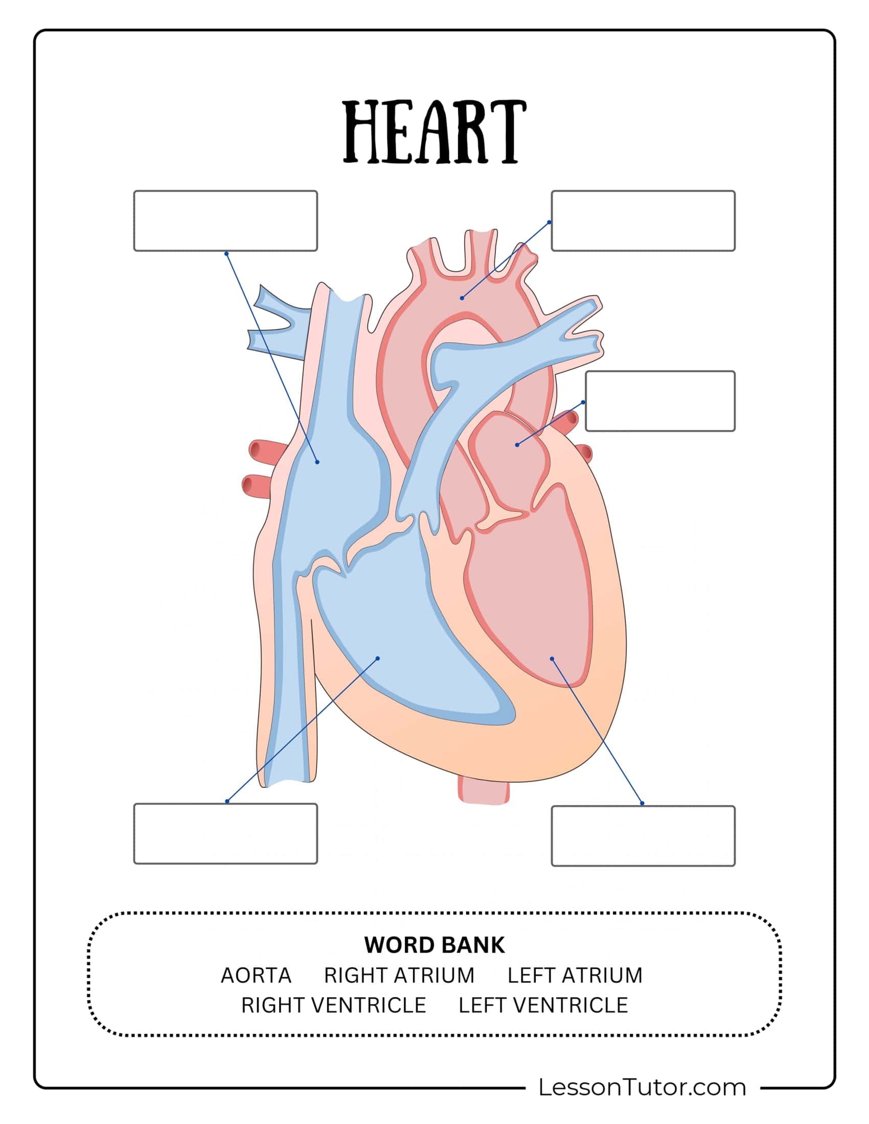 Printable Circulatory System Worksheet