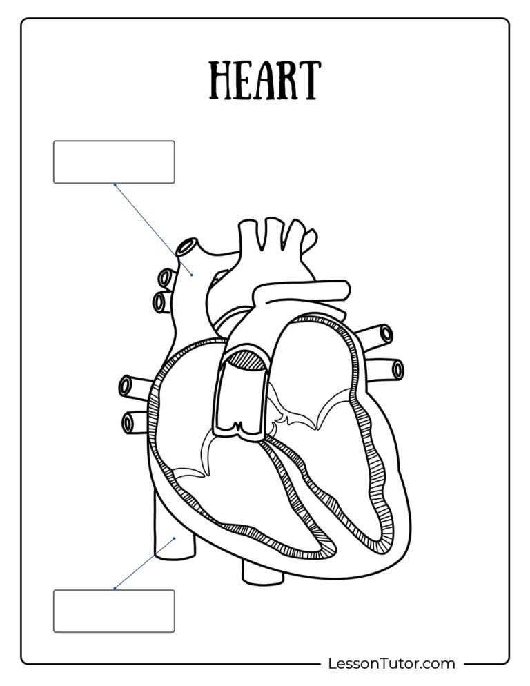 Circulatory System Worksheets Free Coloring Pages PDF Printables And Worksheets Lesson Tutor