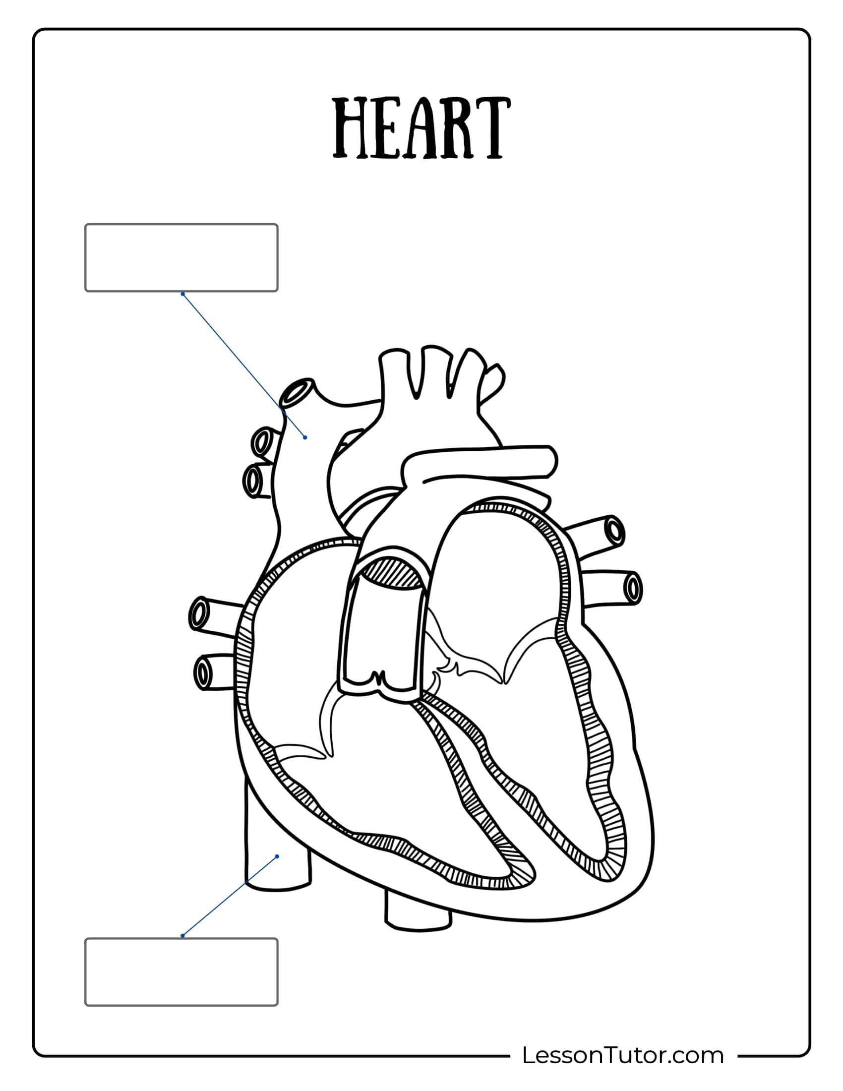 Circulatory System Worksheets Free Coloring Pages PDF Printables And Worksheets Lesson Tutor