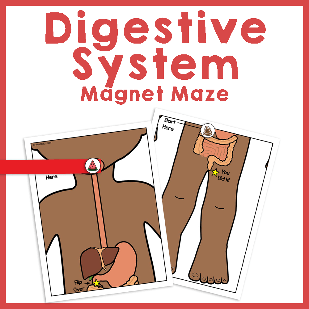 Digestive System Maze Worksheet