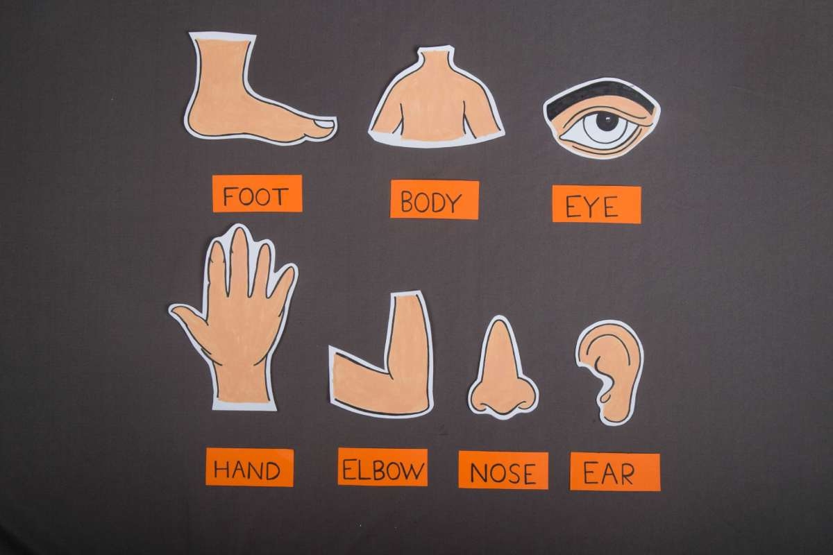 Easy Human Body Crafts For Kindergarten Kids
