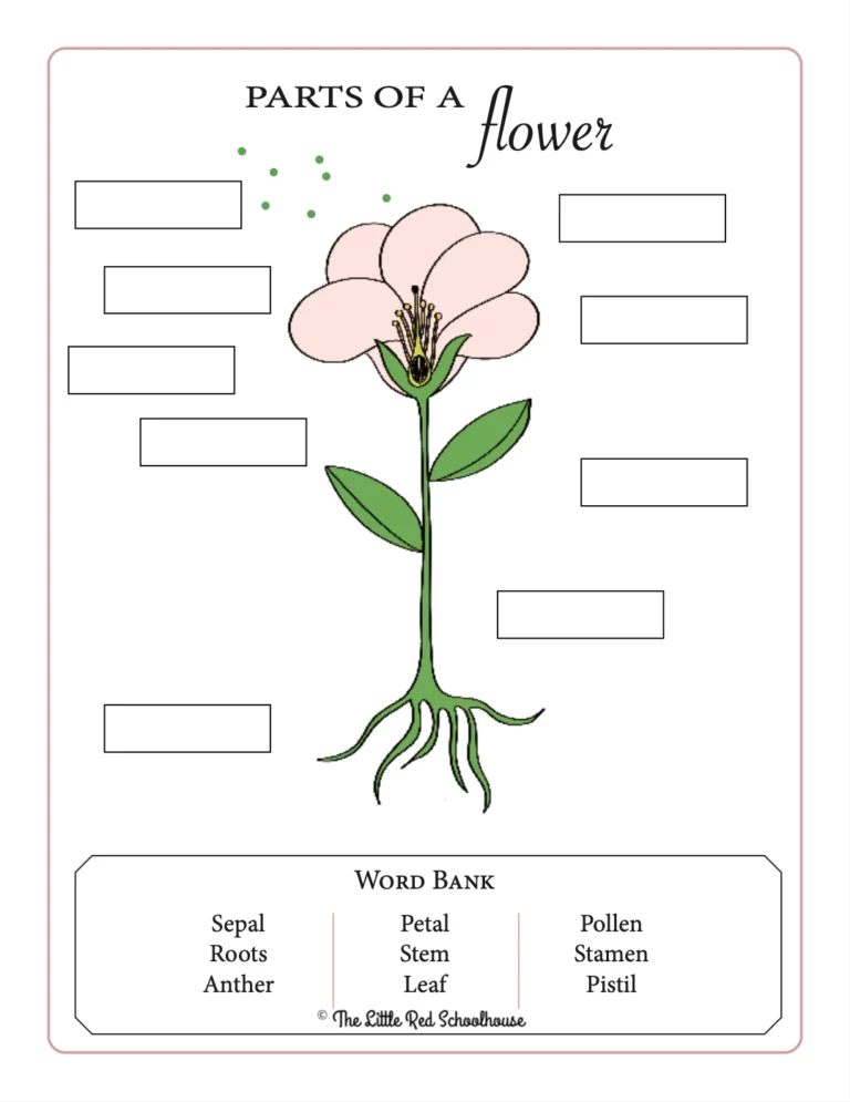 FREE Flower Anatomy Worksheet Adventures In The Schoolhouse