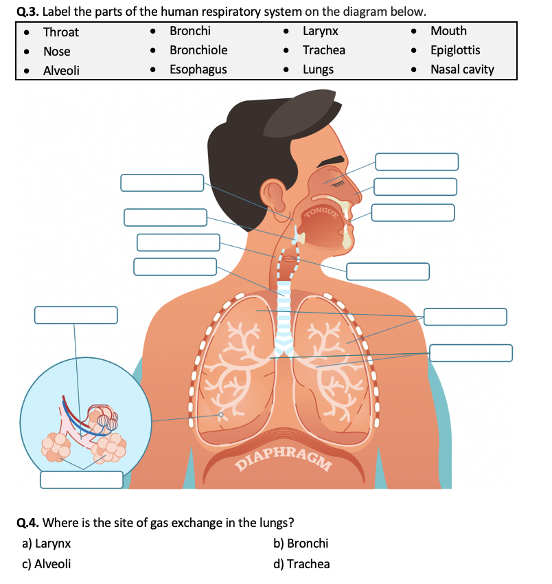 Free The Human Respiratory System Worksheet Download Free The Human Respiratory System Worksheet Png Images Free Worksheets On Clipart Library