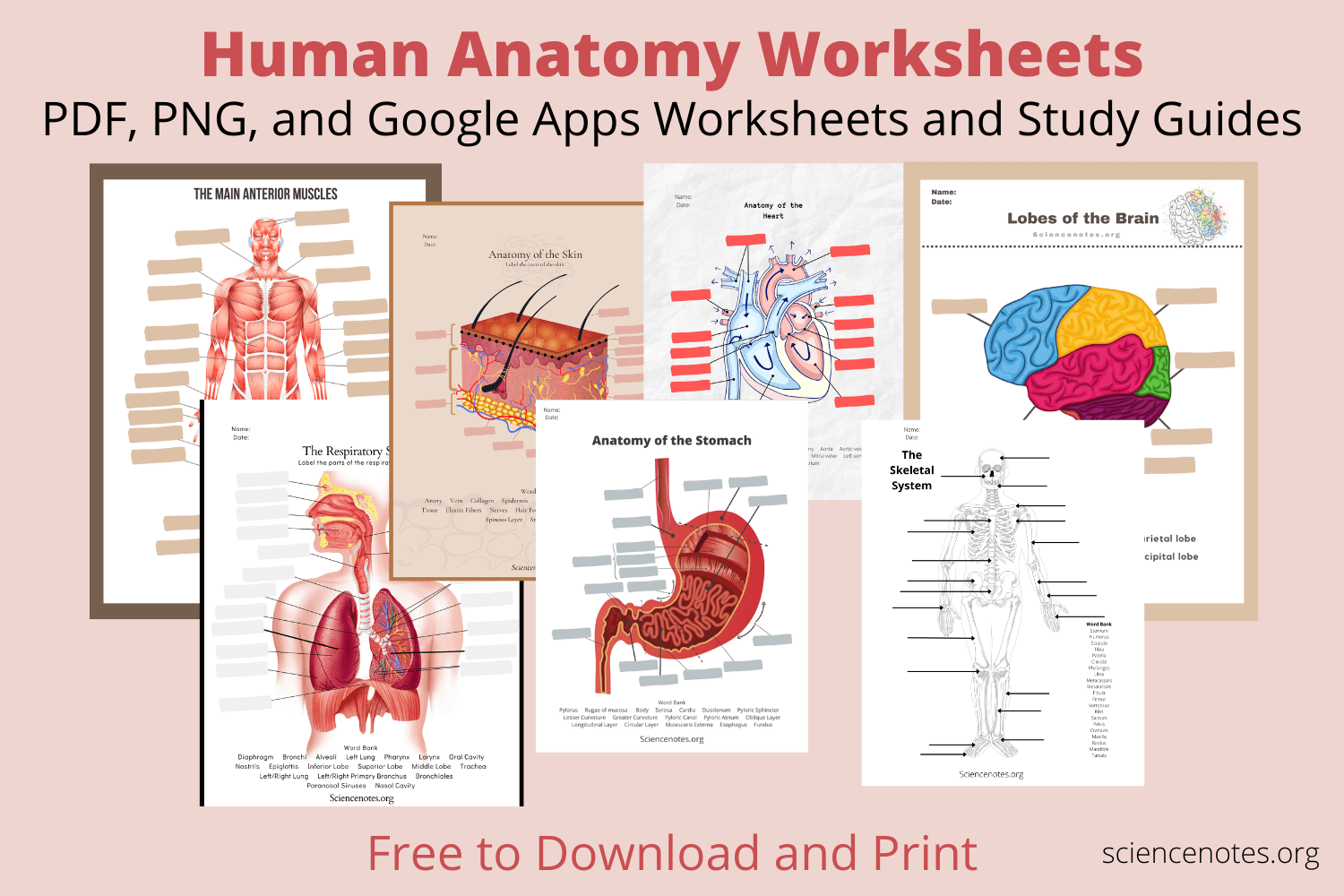 Free Printable Anatomy Worksheets For College