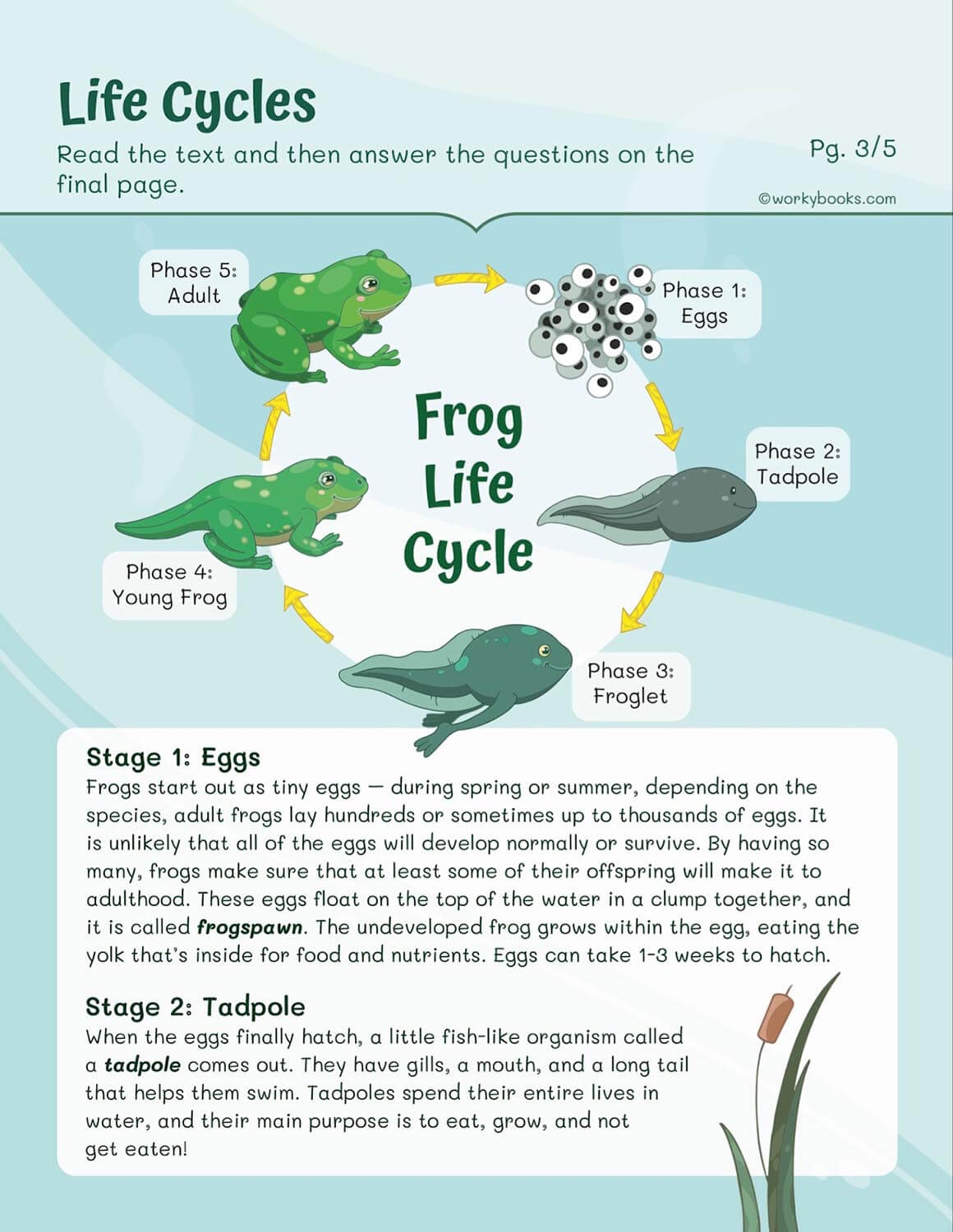 Life Cycles Worksheets Workybooks