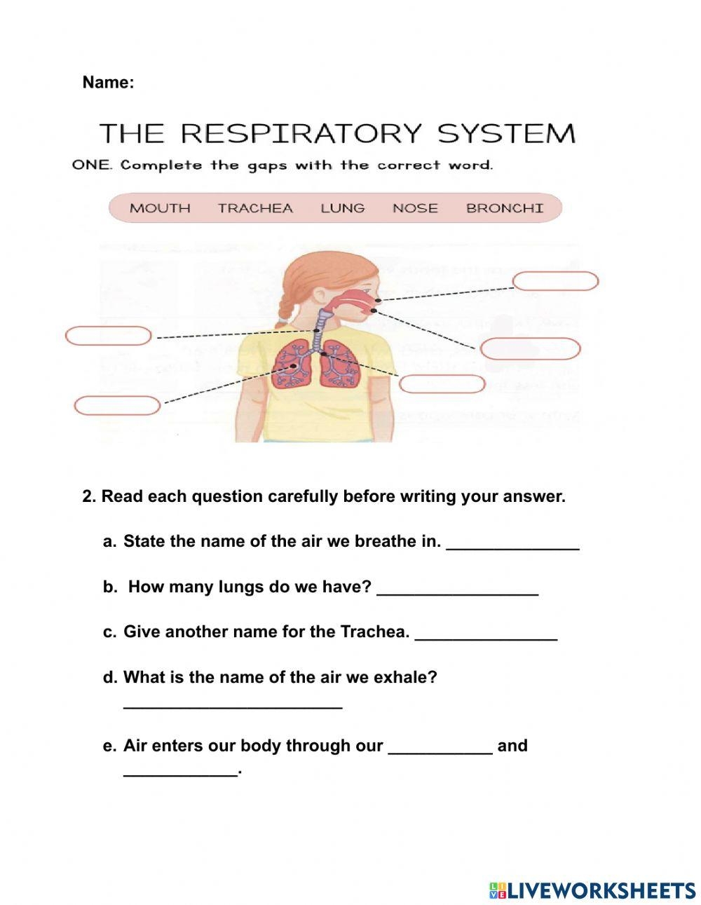 Free Printable Lung Worksheet