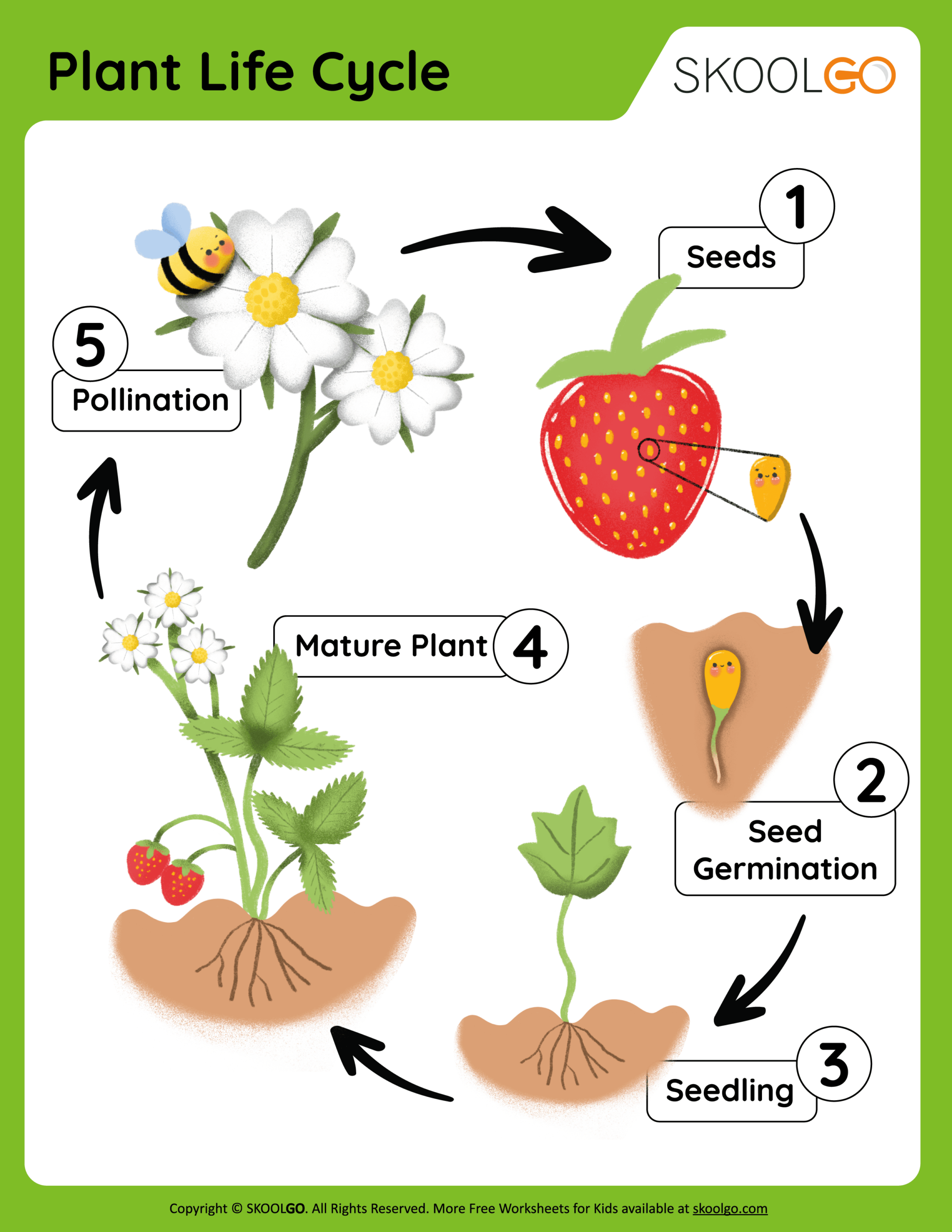 Free Printable Worksheets Plant Life Cycle