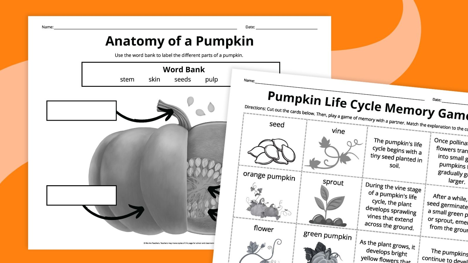 Free Printable Pumpkin Life Cycle Worksheet