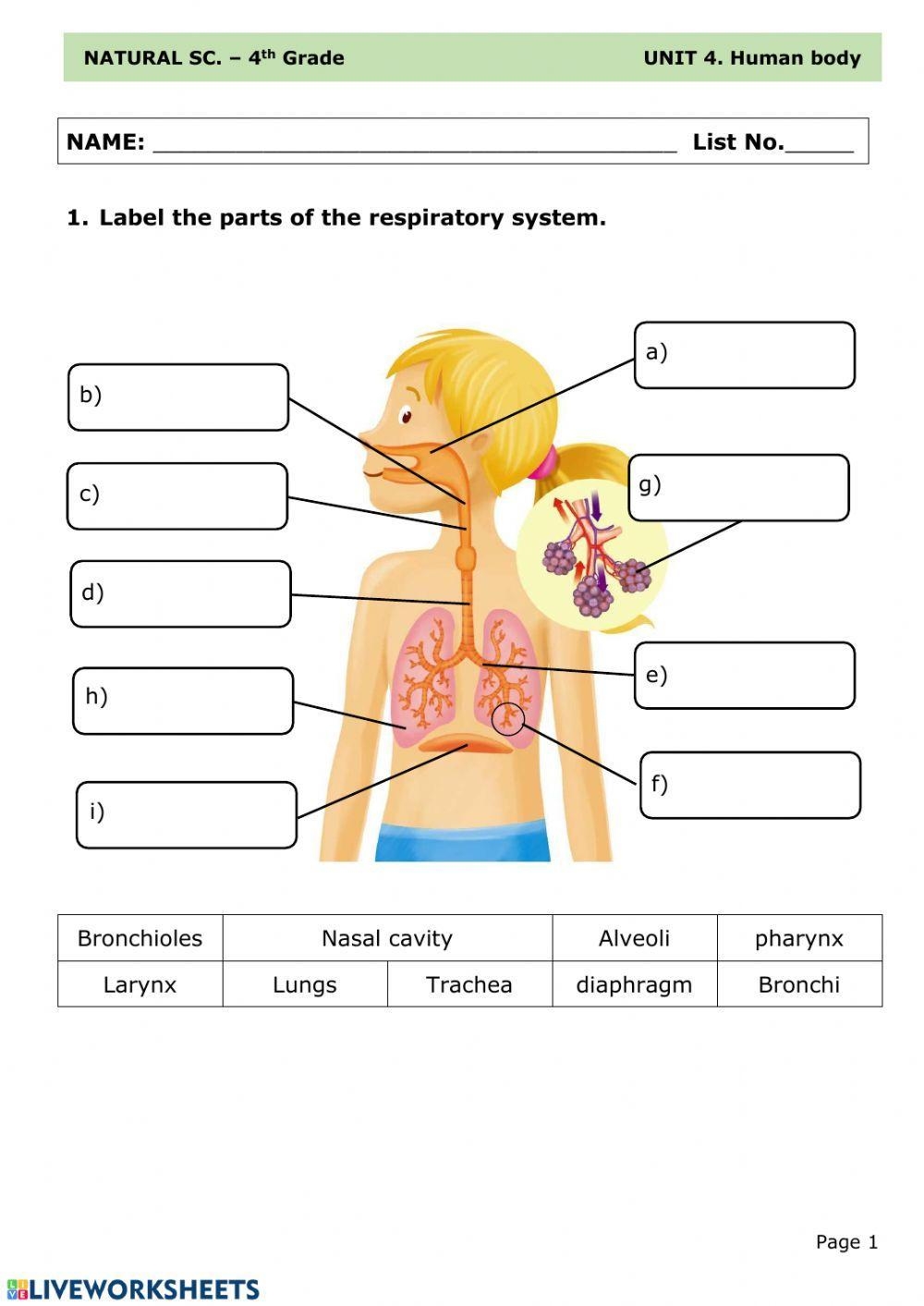 Respiratory System LiveWorksheets 62948