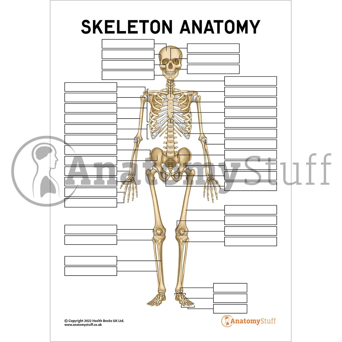 Printable Skeletal System Labeling Worksheet