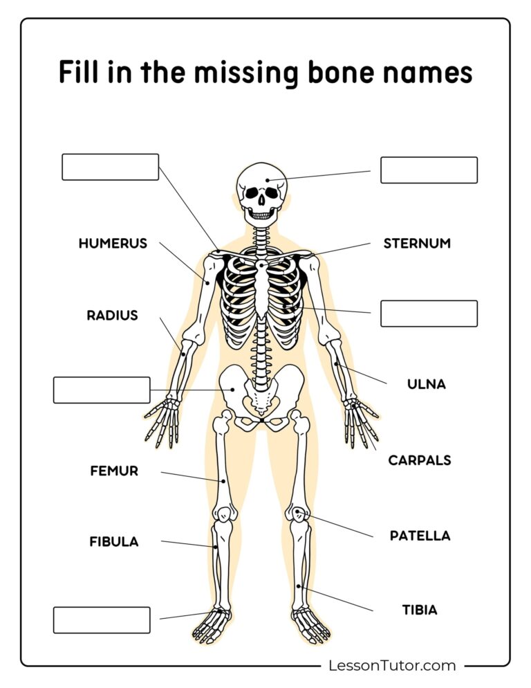 Skeleton System Worksheets Free Coloring Pages PDF Printables And Worksheets Lesson Tutor
