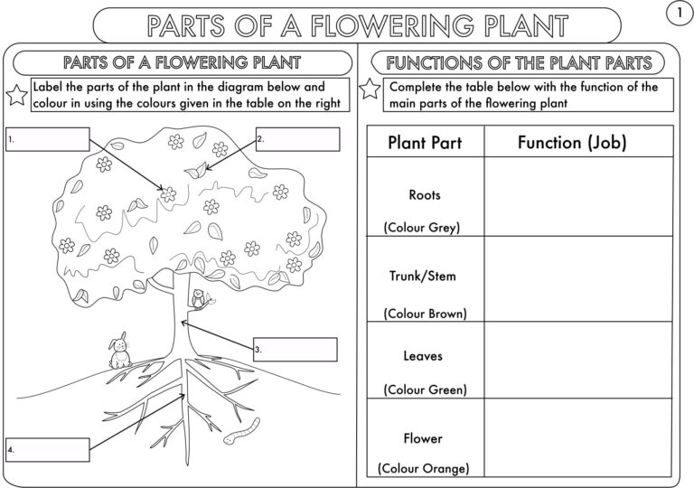 Year 3 And 4 Science Worksheets With Complimentary Posters Teaching Resources